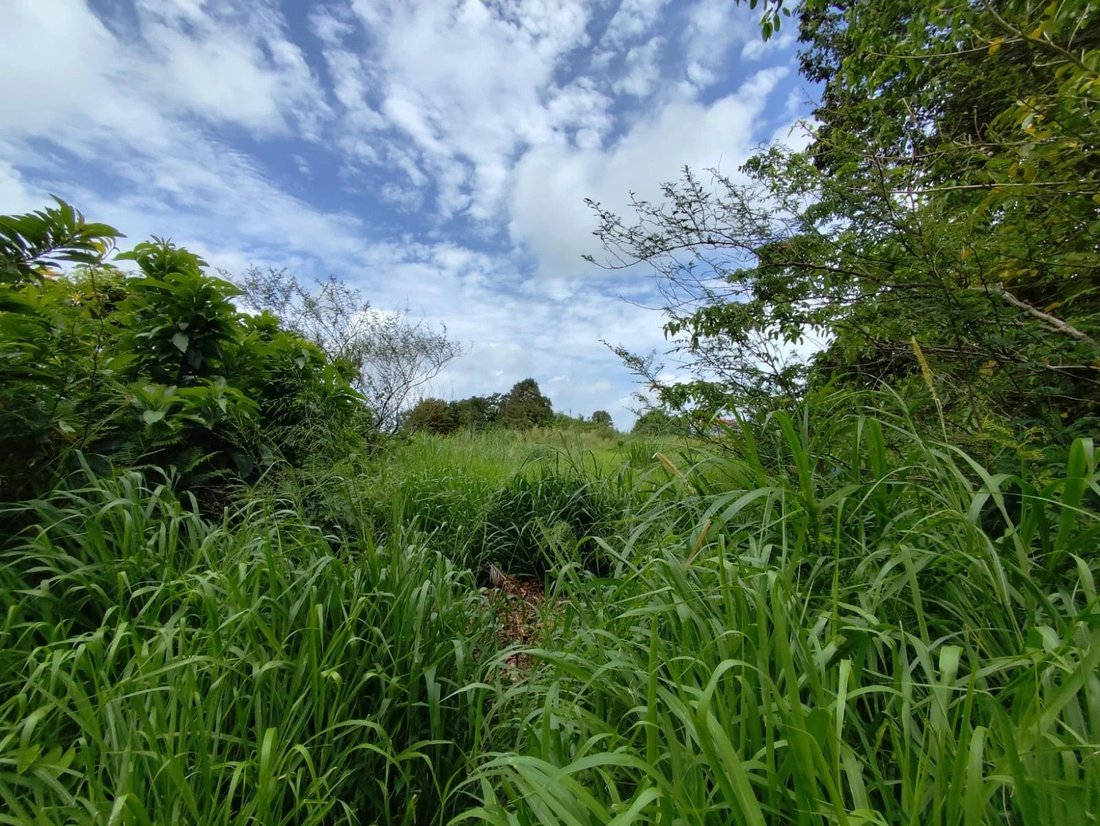 Land in Le Morne Rouge, Saint-Pierre, Martinique 4 - 15726001