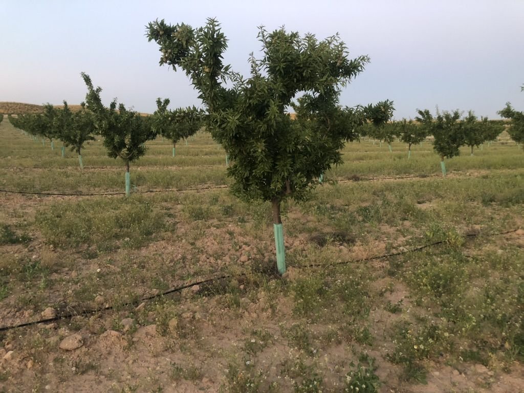 Land in La Roda, Castile-La Mancha, Spain 5 - 15724639