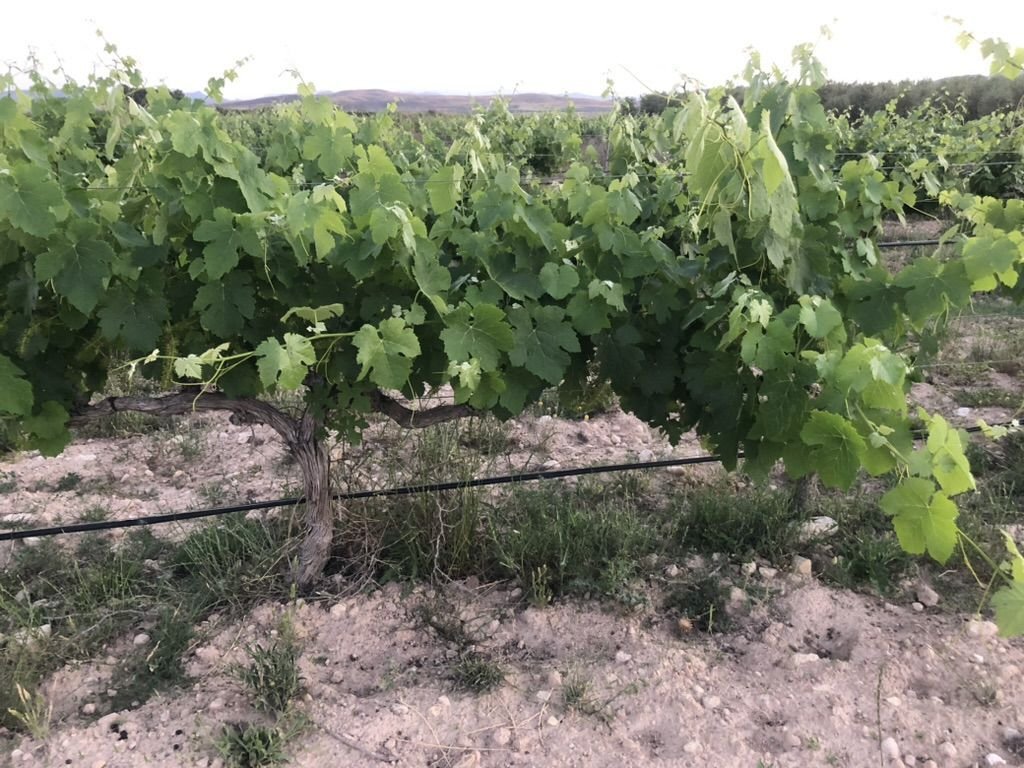 Land in La Roda, Castile-La Mancha, Spain 2 - 15724639