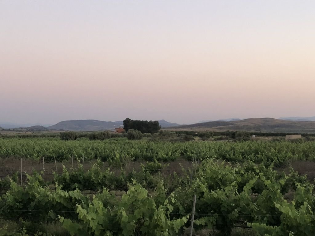 Land in La Roda, Castile-La Mancha, Spain 3 - 15724639