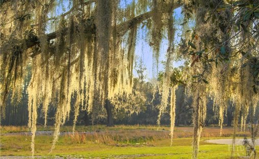 Land in Savannah, Georgia, United States 1