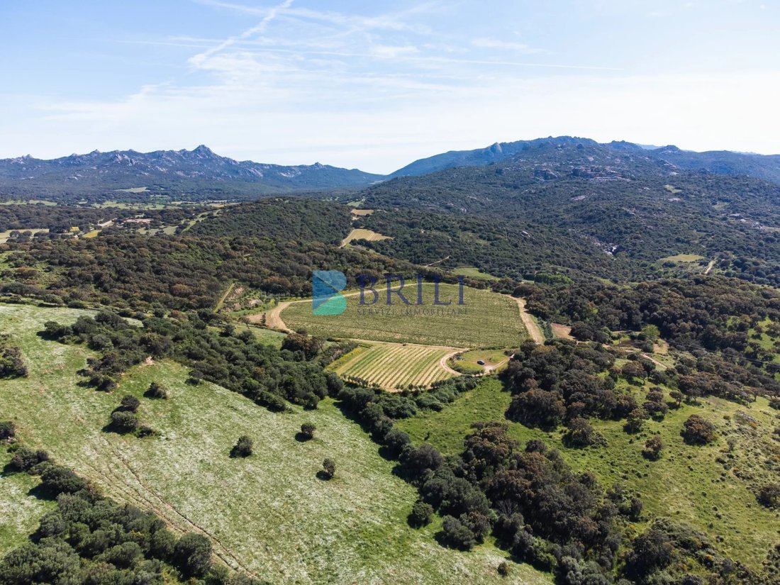 Farm Ranch in Sant'Antonio di Gallura, Sardinia, Italy 4 - 15737773