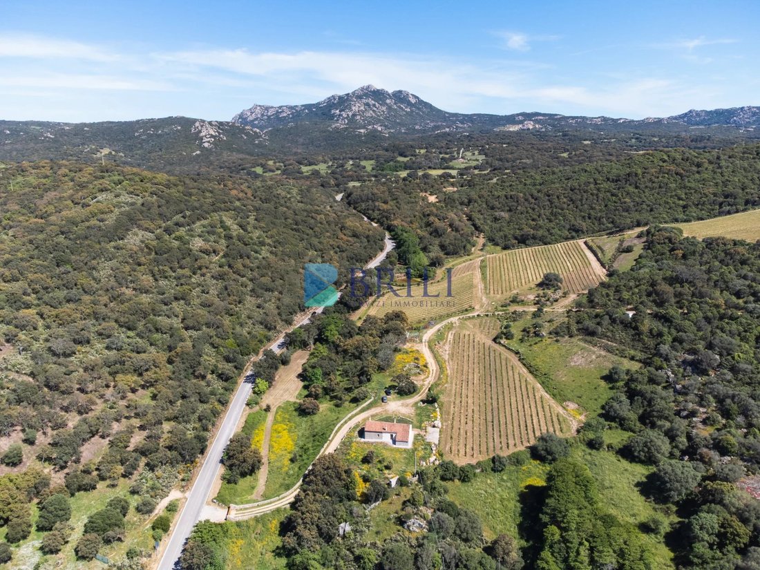 Farm Ranch in Sant'Antonio di Gallura, Sardinia, Italy 1 - 15737773