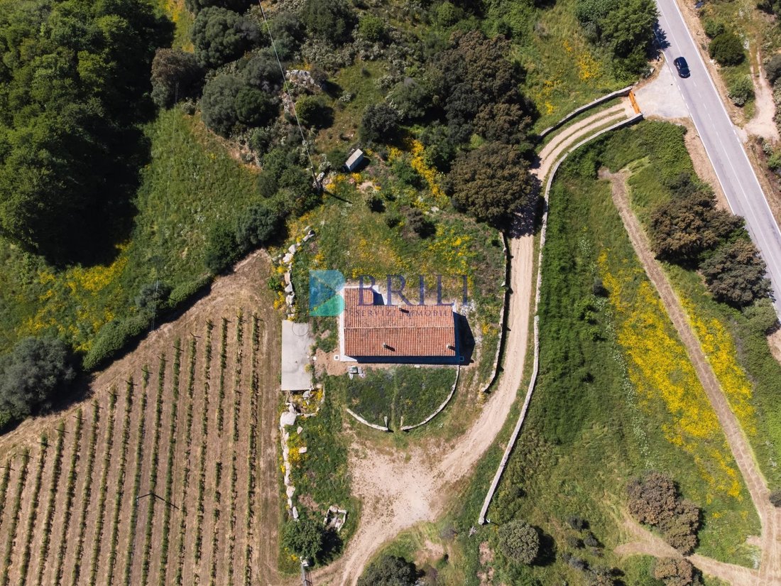 Farm Ranch in Sant'Antonio di Gallura, Sardinia, Italy 3 - 15737773