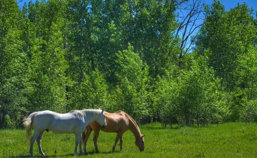 Terreno a Bozeman, Montana, Stati Uniti 1