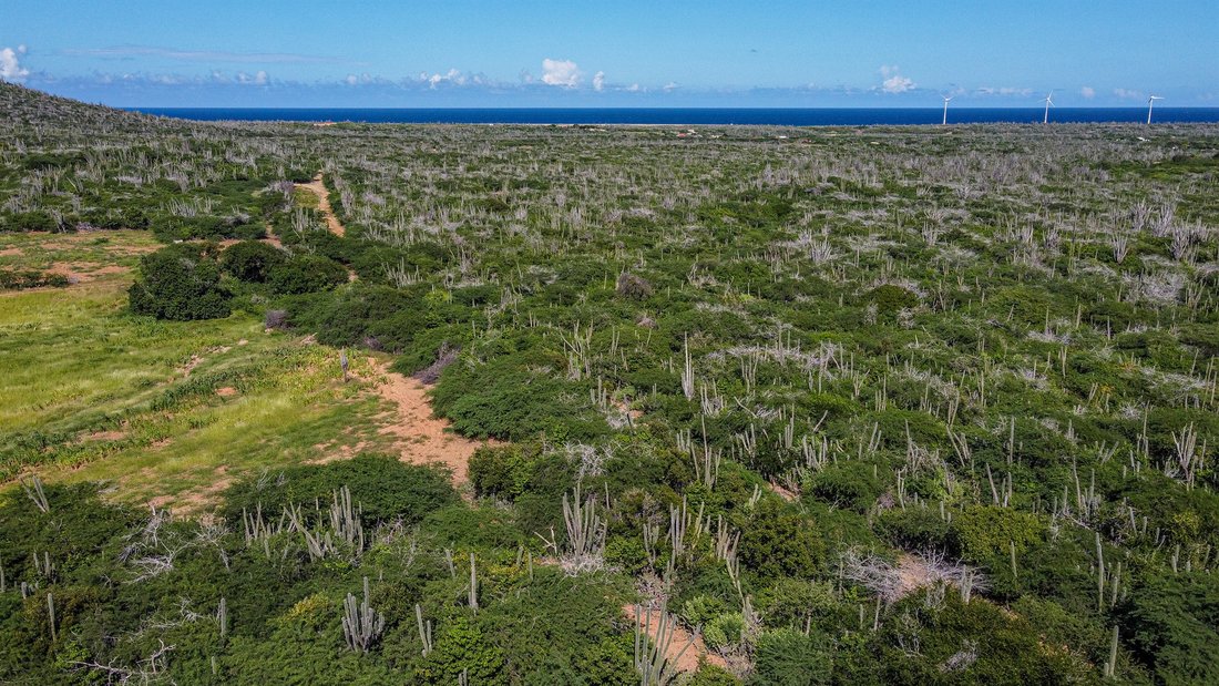 Land in Bonaire, Netherlands 3 - 13513391