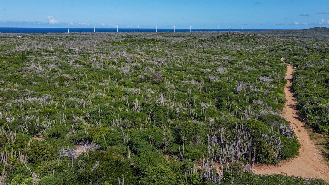 Land in Bonaire, Netherlands 2 - 13513391