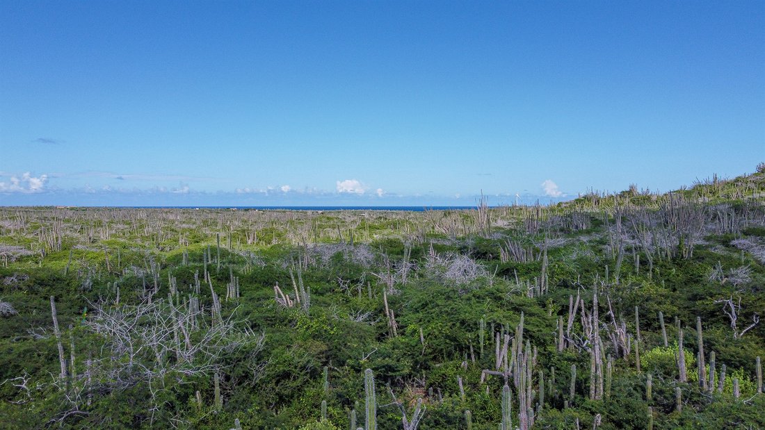 Land in Bonaire, Netherlands 4 - 13513391