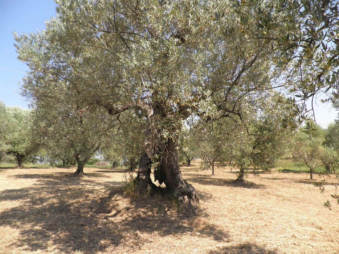 Country House in Livorno, Tuscany, Italy 4 - 15741162