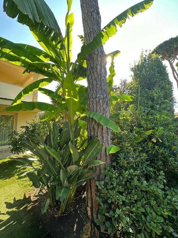 Villa in Center, Forte dei Marmi, Tuscany 3 - 15745054