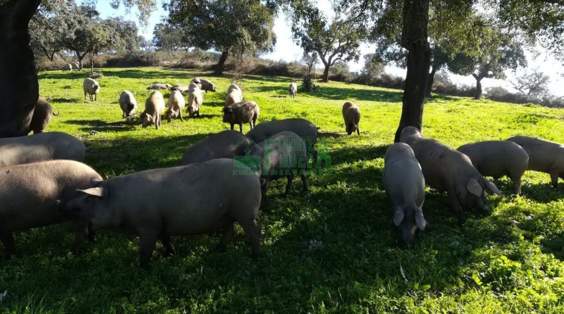 Finca in Aracena, Andalusia, Spain 3 - 15746635