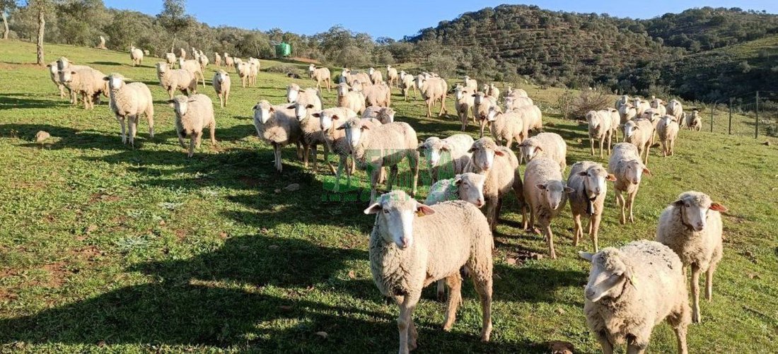 Finca in Aracena, Andalusia, Spain 5 - 15746635