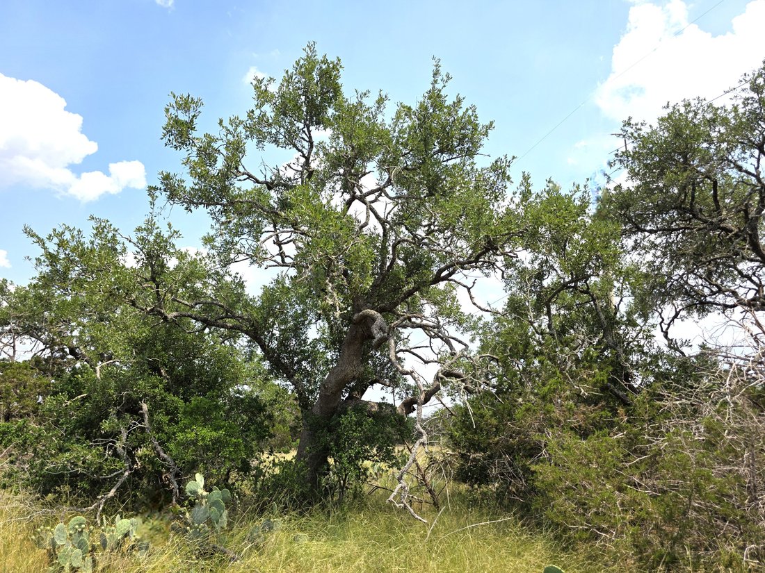 Land in Wimberley, Texas, United States 4 - 15745694