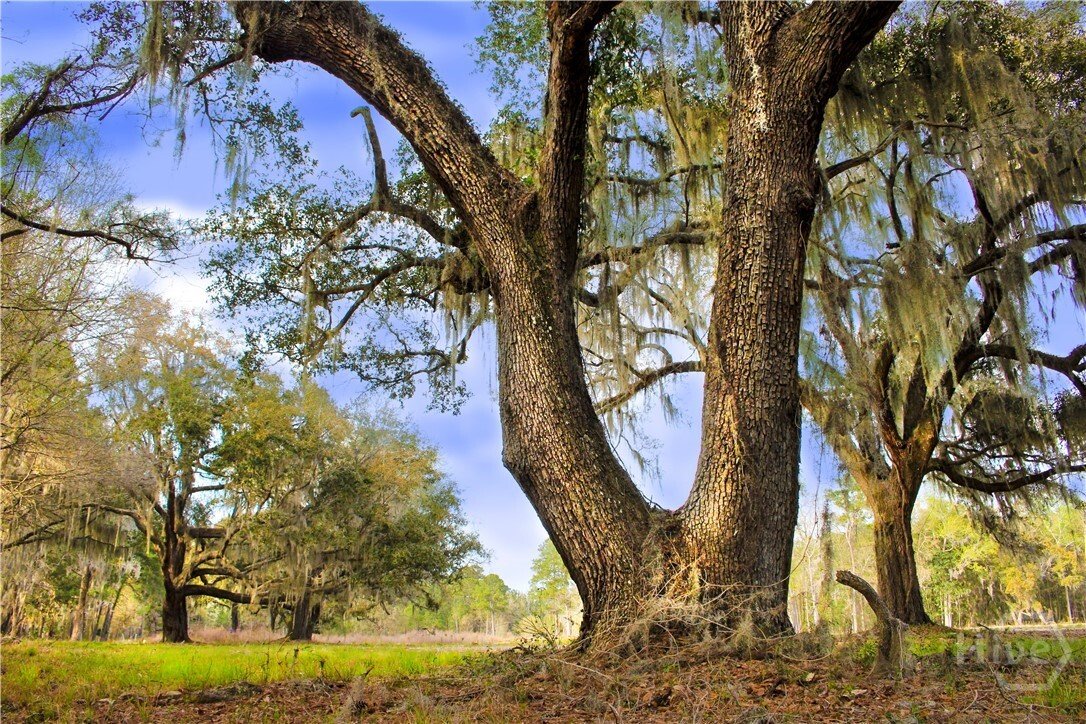 House in Savannah, Georgia, United States 1 - 15748120