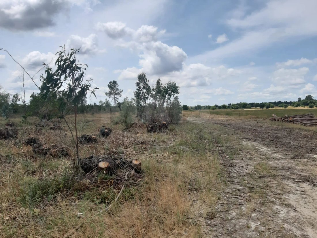 Land in Benavente, Santarem District, Portugal 2 - 11857220