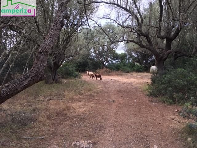 Land in Felanitx, Balearic Islands, Spain 5 - 15754347