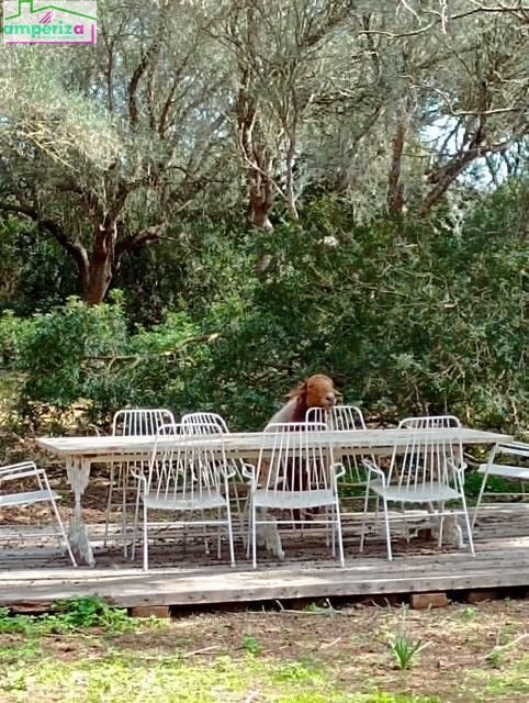 Land in Felanitx, Balearic Islands, Spain 4 - 15754347