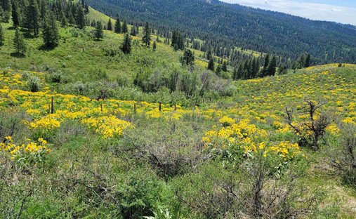 Farm Ranch in Council, Idaho, United States 1