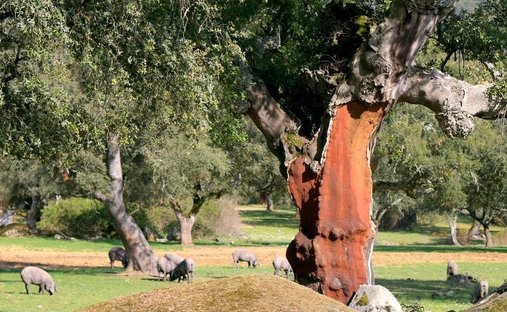 Land in Mérida, Mérida, Spanien 1