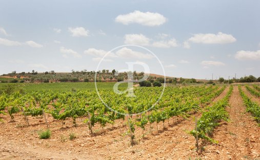 Terreno en Utiel, Comunidad Valenciana, España 1