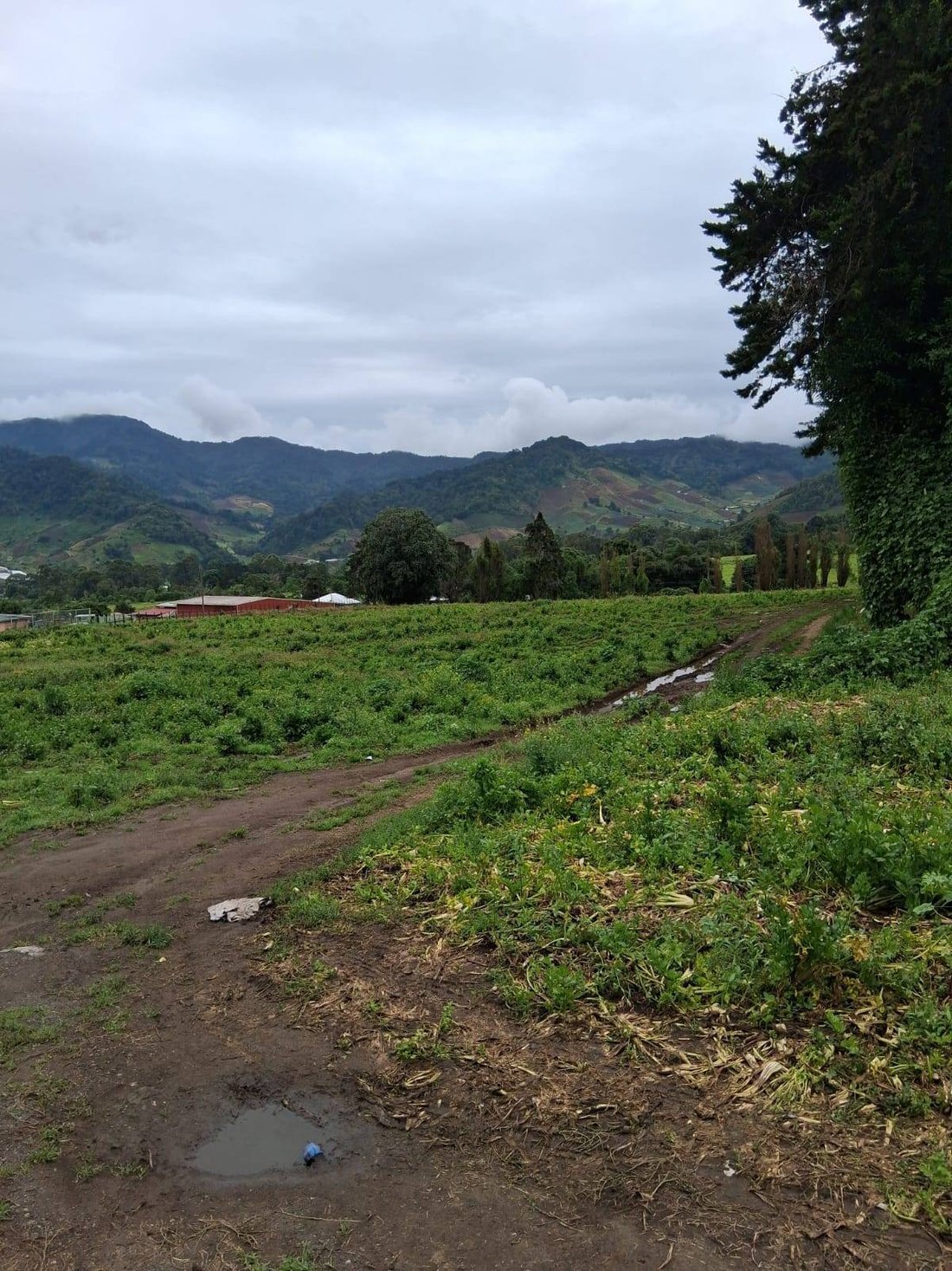 Farm Ranch in Cerro Punta, Chiriquí Province, Panama 5 - 15779220