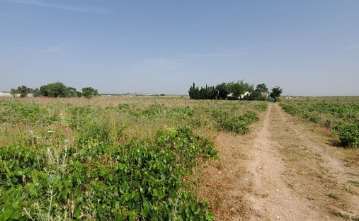 Azienda agricola a Carrion de Calatrava, Castiglia-La Mancia, Spagna 1