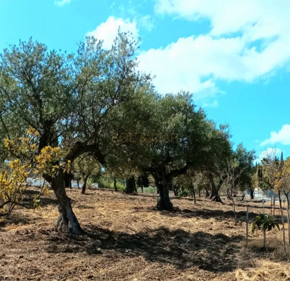 Corps de ferme à Coín, Andalousie, Espagne 3 - 15791138