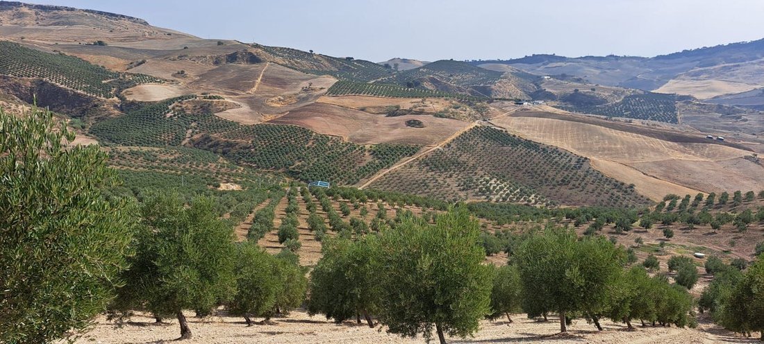 Land in Ronda, Andalusia, Spain 1 - 12377289