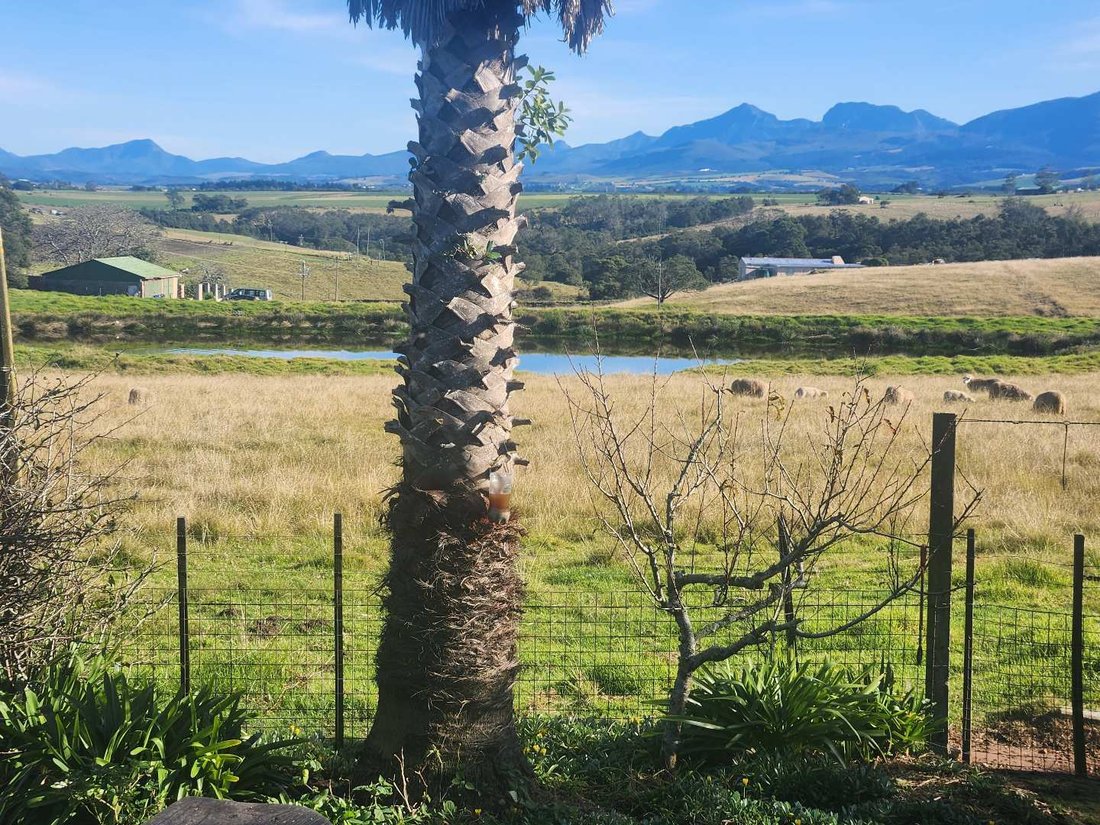 Farm Ranch in George, Western Cape, South Africa 1 - 15796846