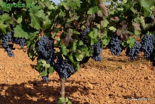 Land in Alange, Extremadura, Spain 1 - 15805277