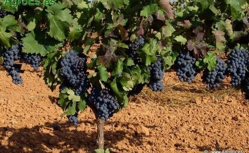 Land in Alange, Extremadura, Spanien 1