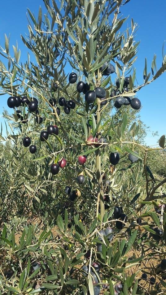 Land in Alange, Extremadura, Spain 3 - 15805277