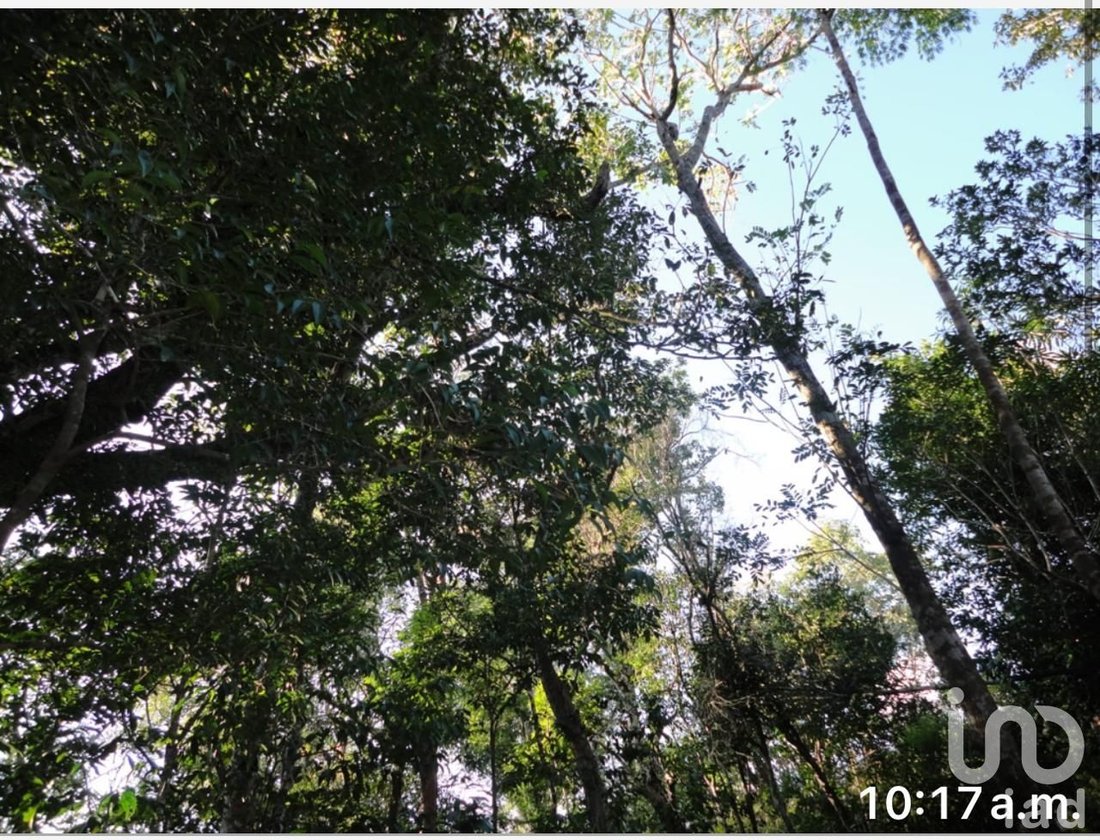 Land in Gran Bahía Príncipe, Quintana Roo, Mexico 5 - 15803932