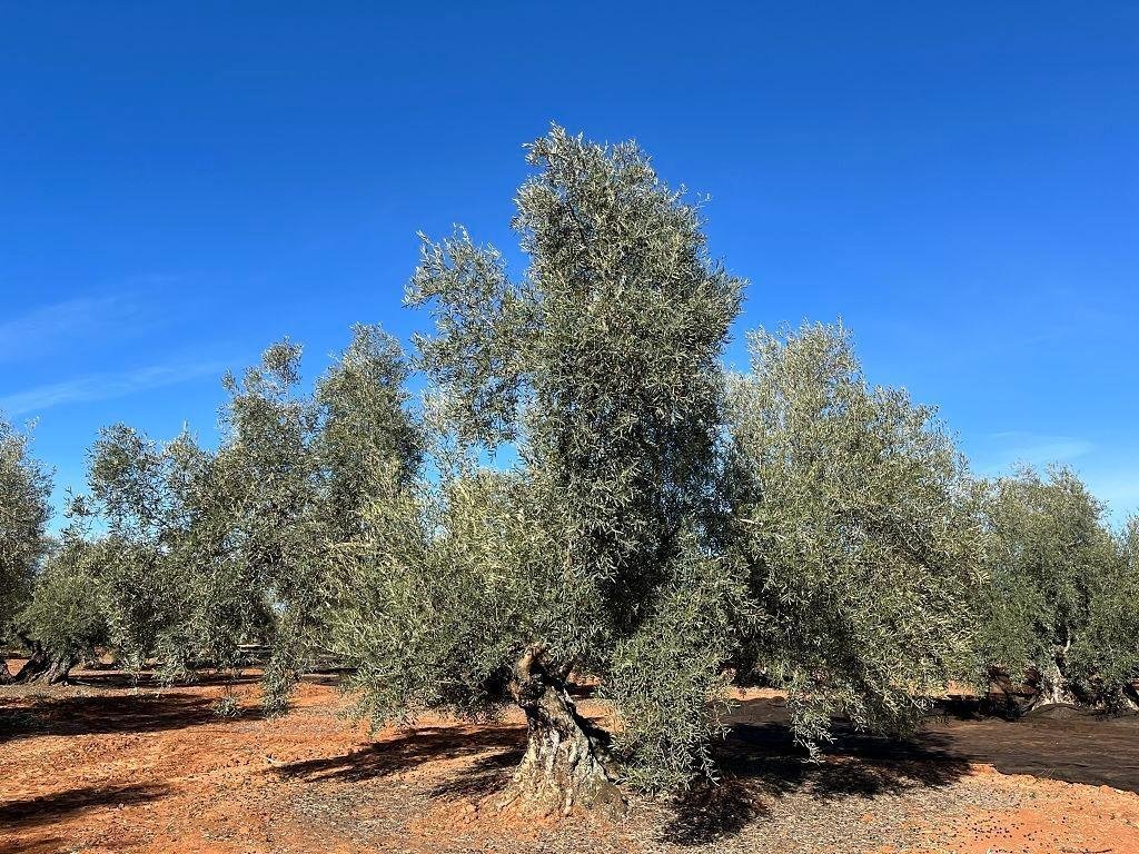 Land in Alange, Extremadura, Spain 4 - 15805277