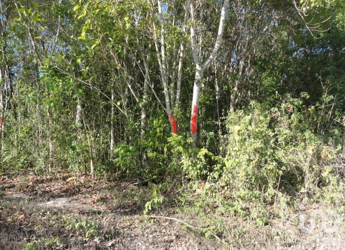 Land in Gran Bahía Príncipe, Quintana Roo, Mexico 2 - 15803932