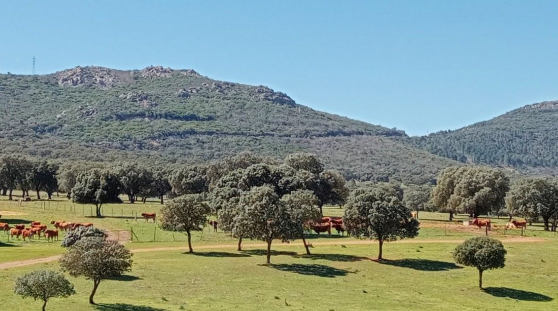 Farm Ranch in Puertollano, Castile-La Mancha, Spain 4 - 15808378