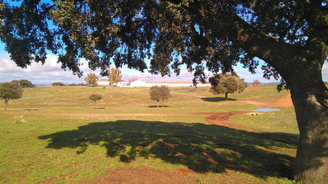 Farm Ranch in Puertollano, Castile-La Mancha, Spain 5 - 15808378