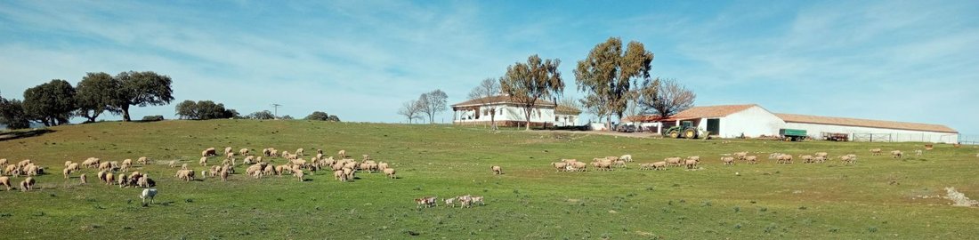 Farm Ranch in Puertollano, Castile-La Mancha, Spain 3 - 15808378