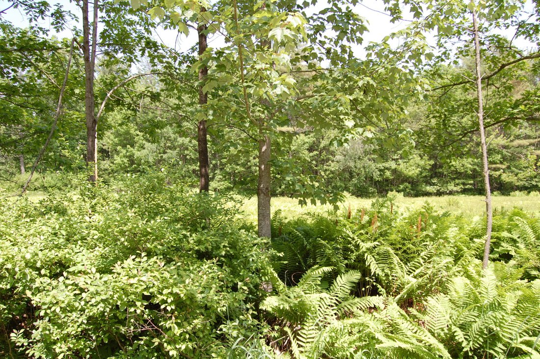 Terrain à North Yarmouth, Maine, États-Unis 4 - 15811325