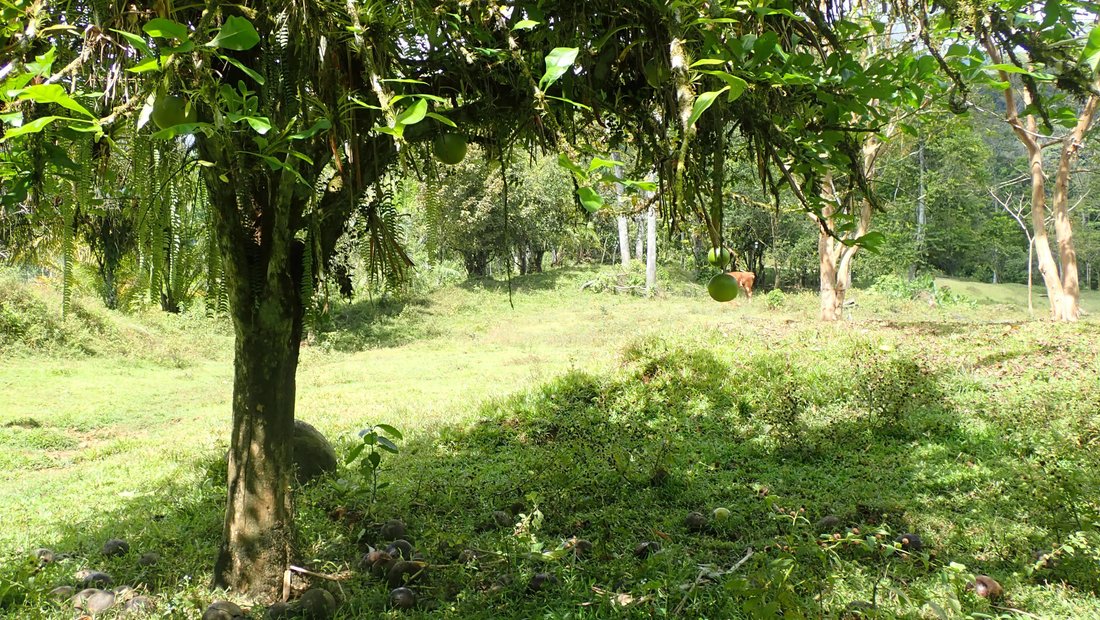 Farm Ranch in Tierras Morenas, Vásquez de Coronado, Costa Rica 5 - 15842123