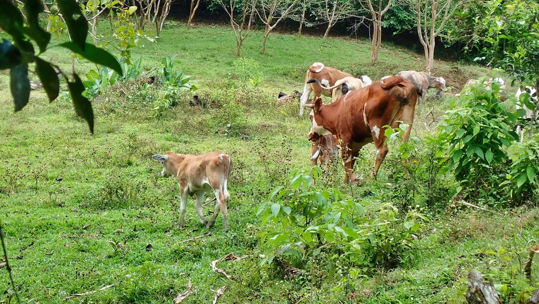 Farm Ranch in Tierras Morenas, Vásquez de Coronado, Costa Rica 4 - 15842123