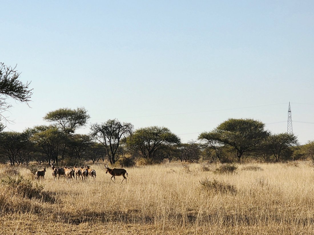 Farm Ranch in Roedtan, Limpopo, South Africa 4 - 15840548