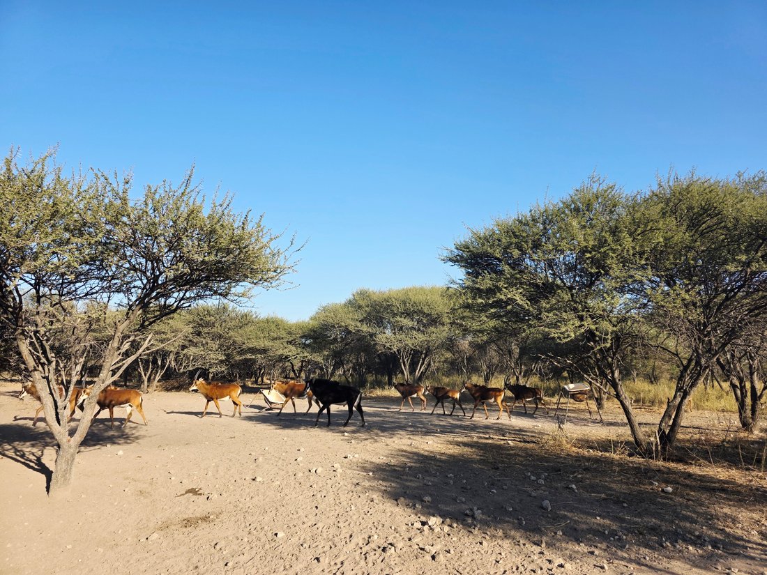 Farm Ranch in Roedtan, Limpopo, South Africa 3 - 15840548