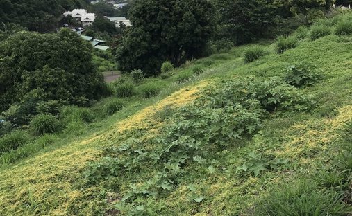 Land in Punaauia, Inseln über dem Winde, Französisch-Polynesien 1