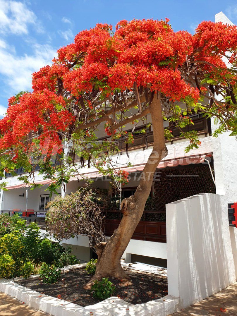 Apartment in Los Cristianos, Canary Islands, Spain 3 - 15846703