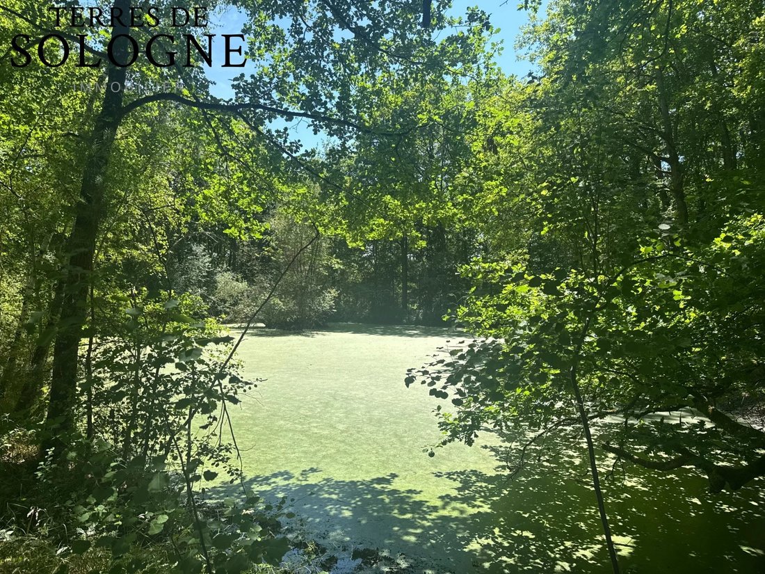 Estate in Ligny-le-Ribault, Centre-Val de Loire, France 4 - 15848032
