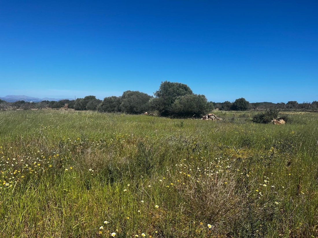 Land in Petra, Balearic Islands, Spain 2 - 15880701