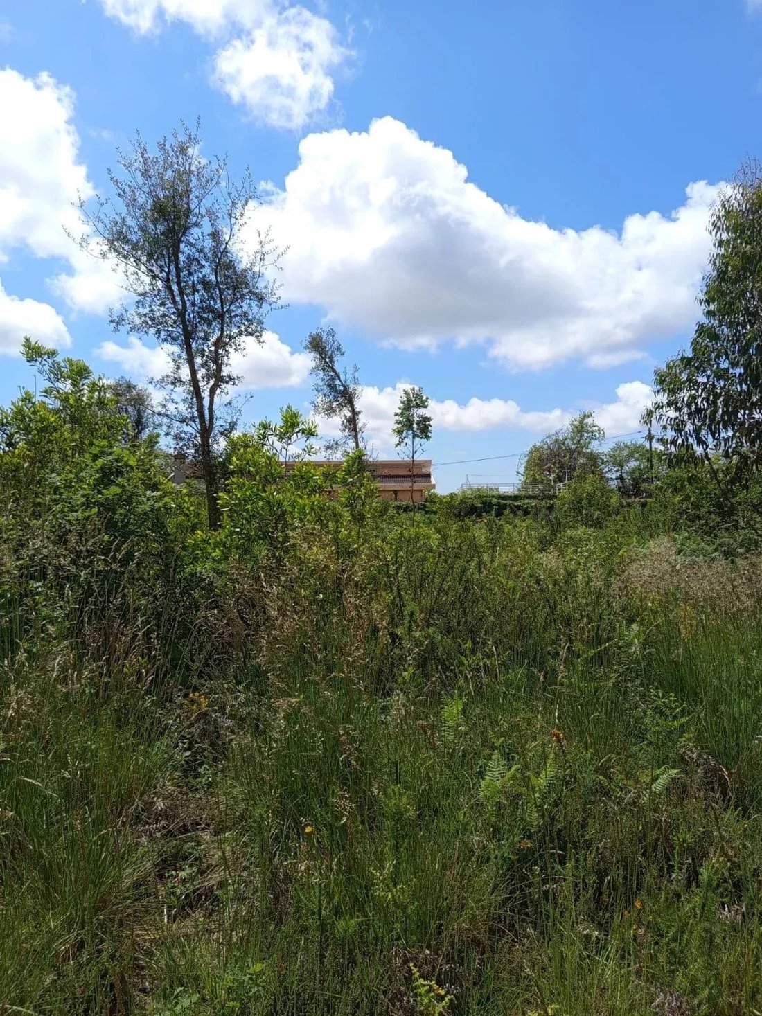 Land in Santa Maria da Feira, Aveiro District, Portugal 5 - 15877464