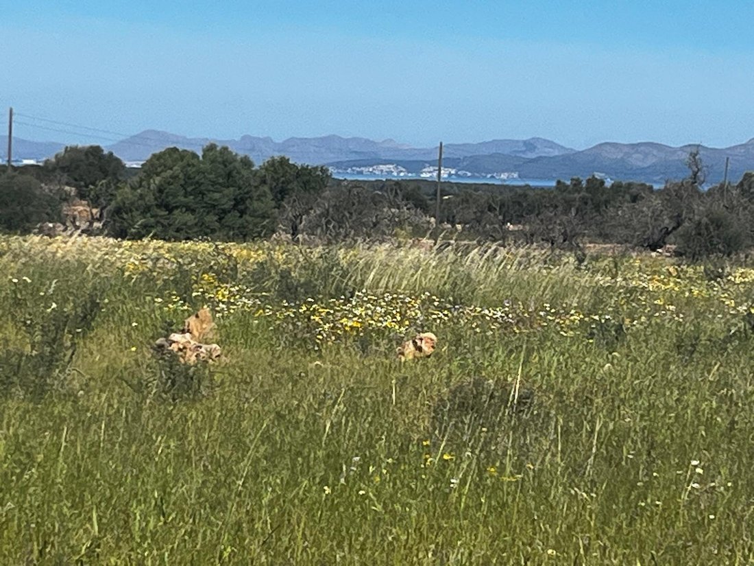 Land in Petra, Balearic Islands, Spain 3 - 15880701