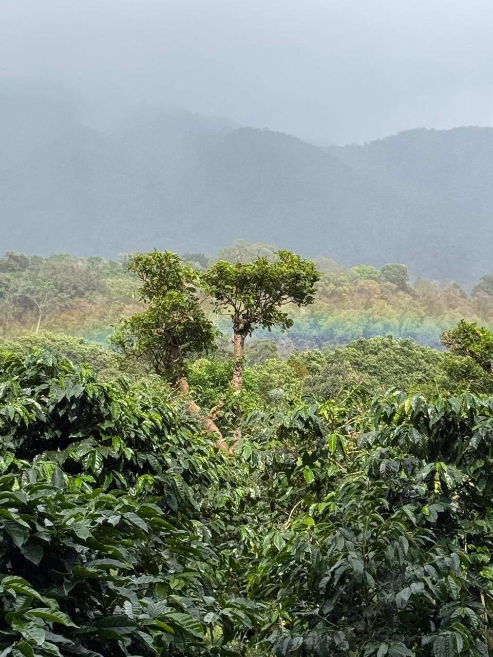 Land in Los Naranjos, Chiriquí Province, Panama 2 - 15877882
